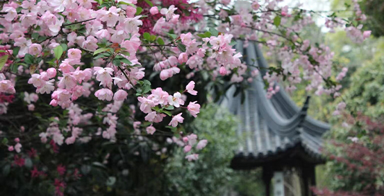 江苏省苏州第十中学校图片展示