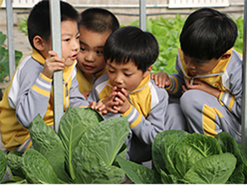 北京艾迪国际学校幼儿园学生观察植物