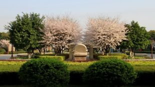 杭州师范大学附属中学国际部樱花树