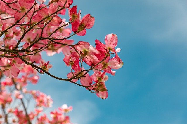blossom-gcf9feba5b_640.jpg
