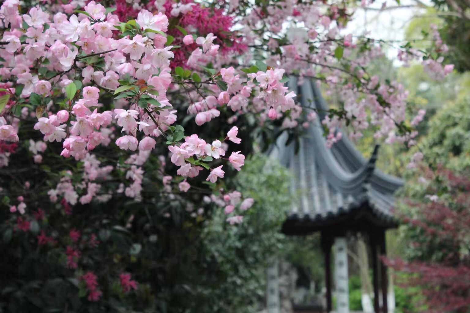 江苏省苏州第十中学校国际部环境展示4
